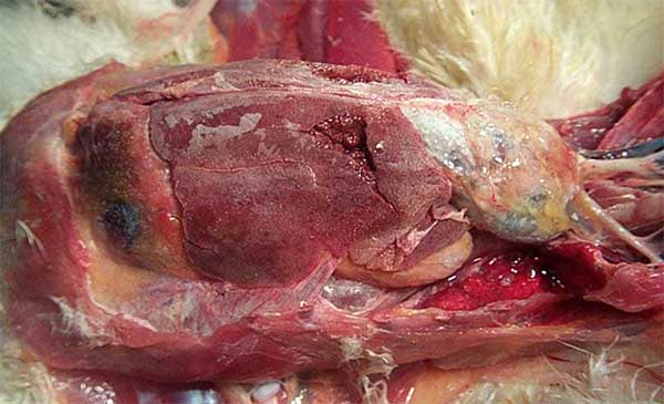 TÌM HIỂU VỀ BỆNH GOUT (GÚT) TRÊN GIA CẦM