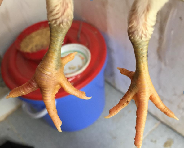 TÌM HIỂU VỀ BỆNH GOUT (GÚT) TRÊN GIA CẦM