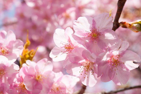 Các loại hoa hồng khác nhau và ý nghĩa của chúng