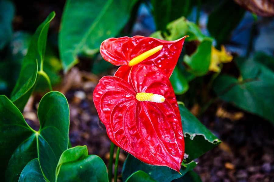 Hoa hồng môn màu đỏ thắm trong phong thủy