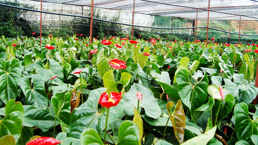 Cách chăm sóc cây hồng môn hiệu quả