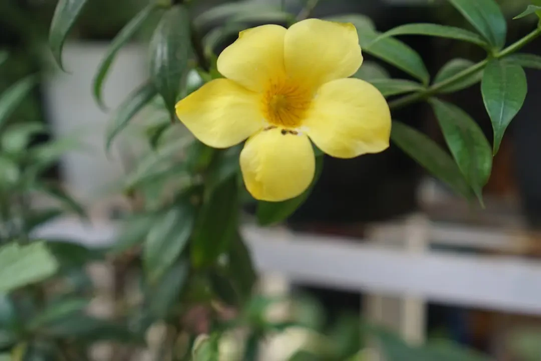 Hình ảnh hoa Huỳnh Anh vàng rực rỡ