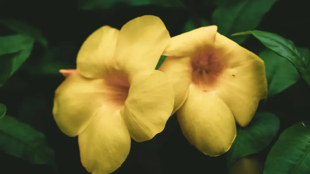 Hình ảnh hoa Huỳnh Anh trong không gian sống