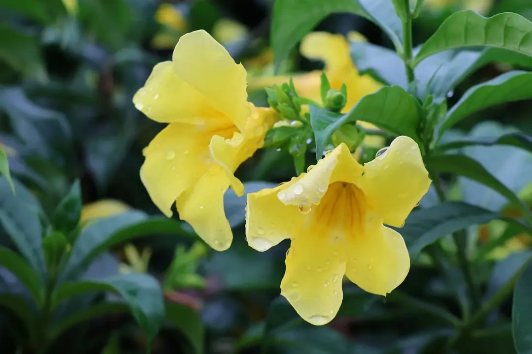 Hoa Huỳnh Anh trong phong thủy và đời sống