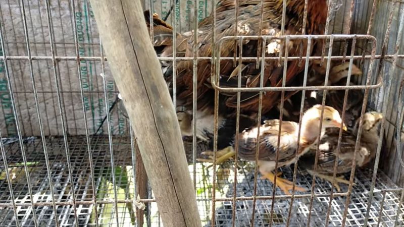 Gà bị xù lông sã cánh là bệnh gì? Cách chữa thế nào?