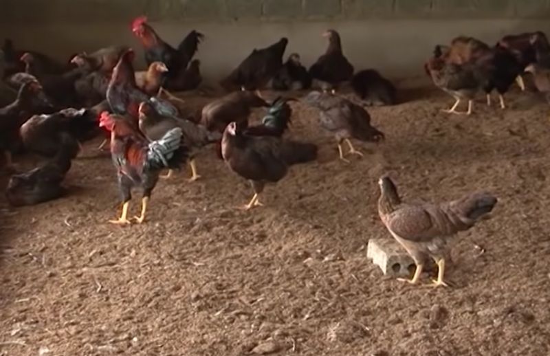 Gà bị xù lông sã cánh là bệnh gì? Cách chữa thế nào?