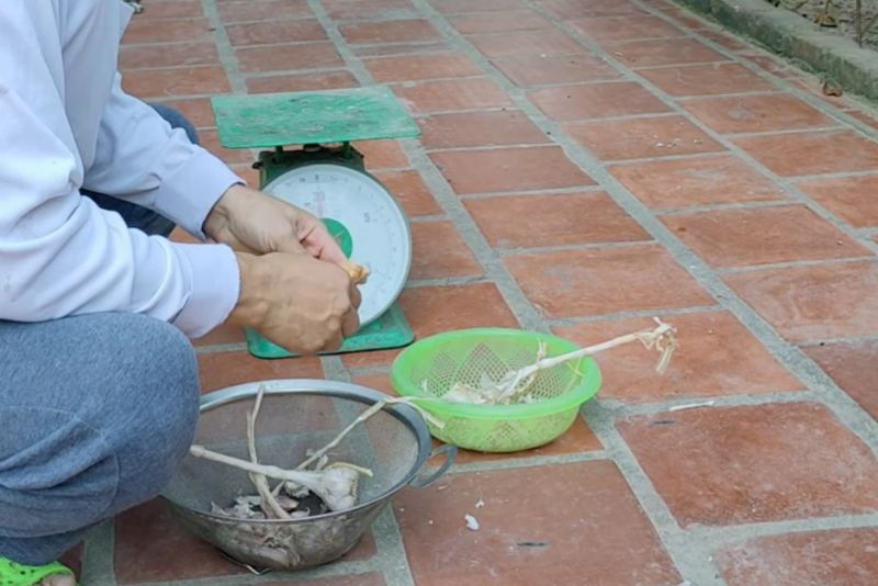 Gà bị xù lông sã cánh là bệnh gì? Cách chữa thế nào?